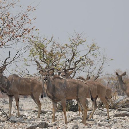 Okutala Etosha Lodge Outjo Exteriör bild