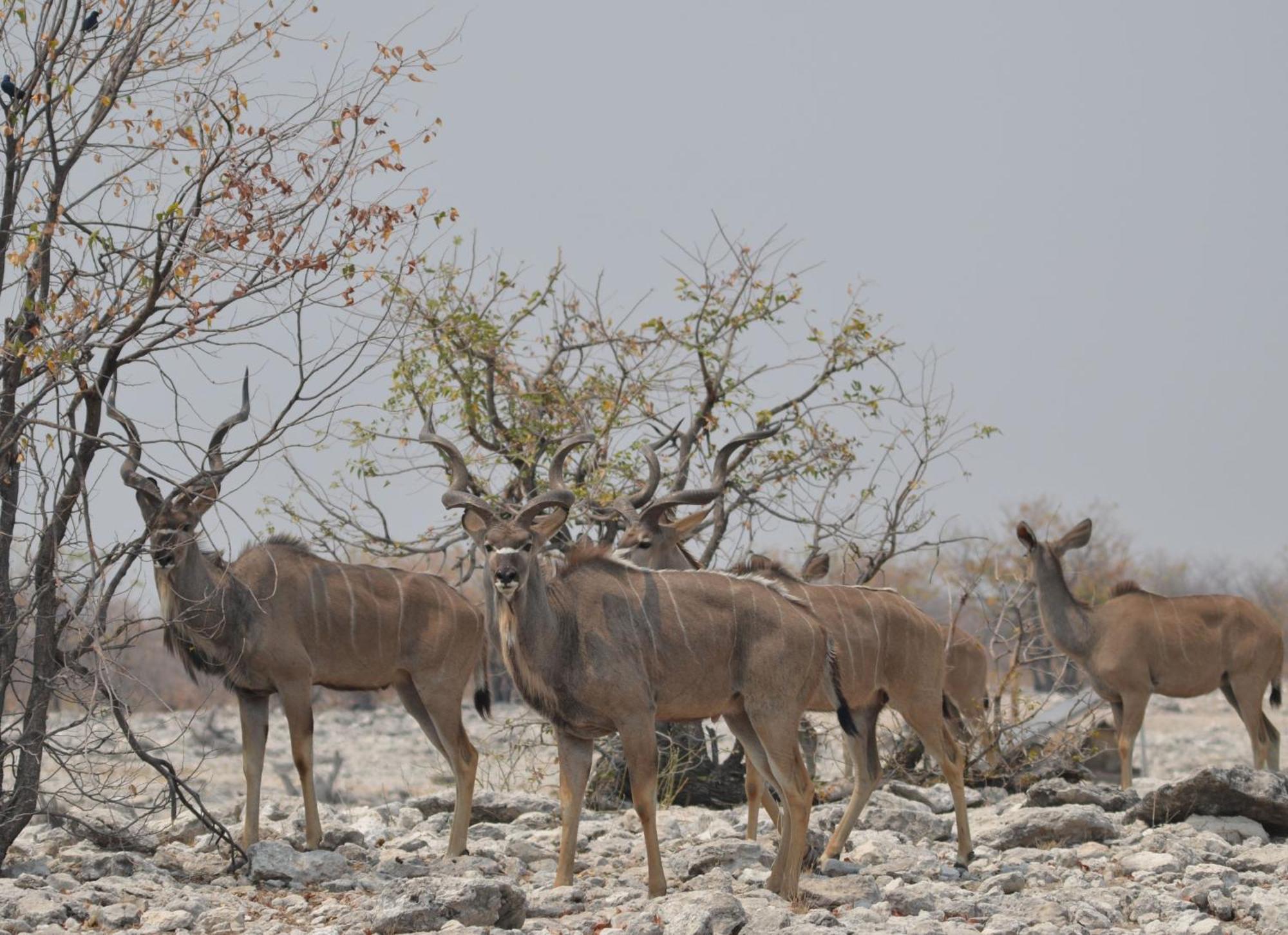 Okutala Etosha Lodge Outjo Exteriör bild