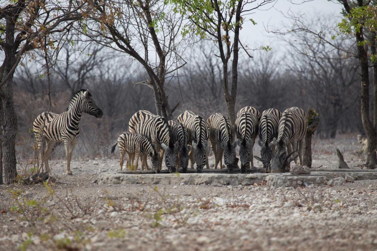 Okutala Etosha Lodge Outjo Exteriör bild