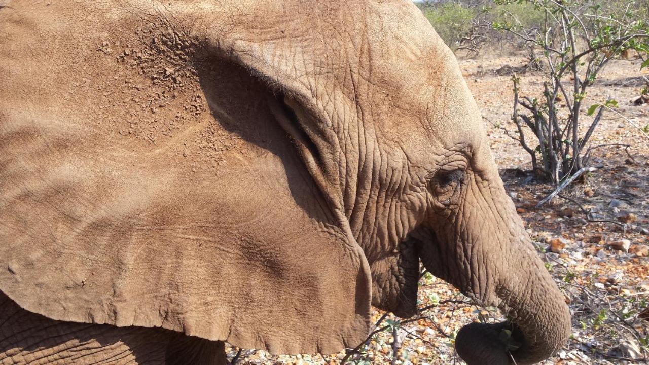 Okutala Etosha Lodge Outjo Exteriör bild